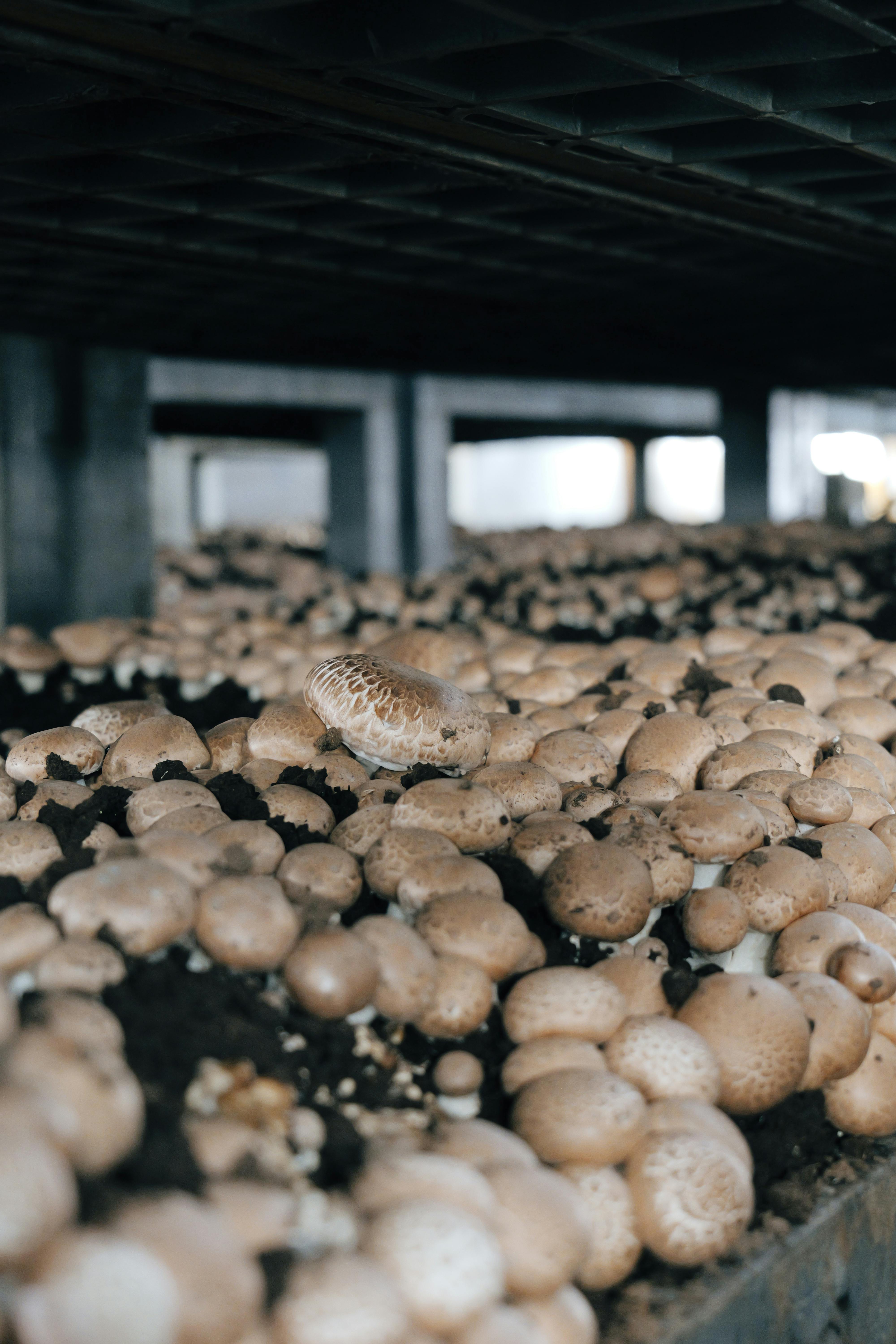 Our Mushroom Farm in Ooty